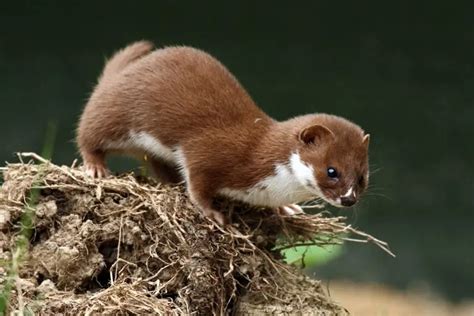 The Weasel as a Symbol of Craftiness and Trickery