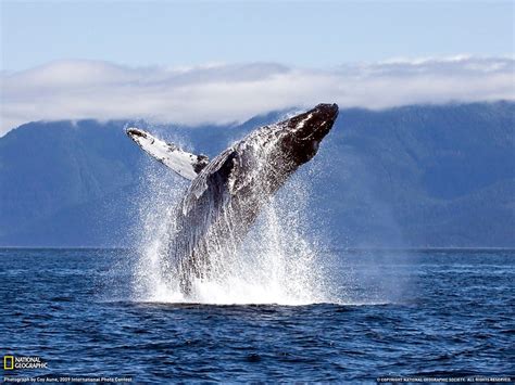 The Whale Tail: A Reflection of Nature's Magnificence