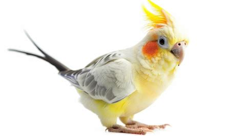 The White Cockatiel: A Majestic Beauty that Captures the Imagination