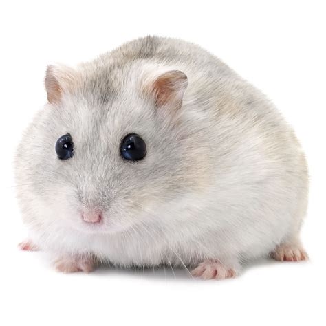 The White Hamster as a Source of Inspiration and Creativity