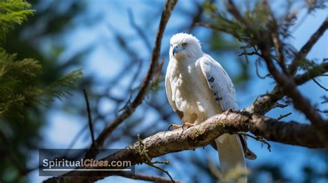 The White Hawk: A Messenger of Spirituality and Wisdom