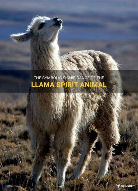 The White Llama as a Spirit Animal: Unlocking Its Spiritual Meaning and Guidance