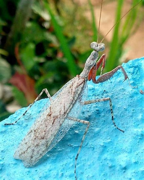 The White Praying Mantis in Mythology and Folklore