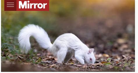 The White Squirrel Habitat: Where to Discover these Unique Creatures?