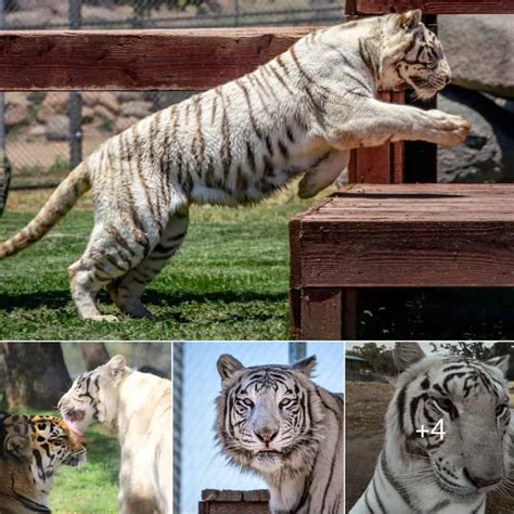 The White Tiger in Captivity: A Controversial Issue