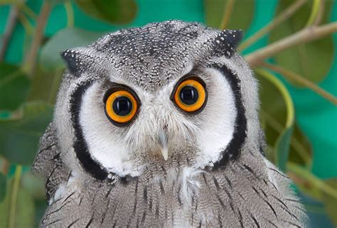 The Wisdom of Owls in Dream Interpretation