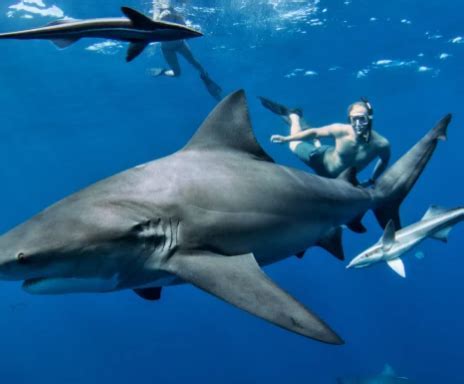 The Wonders of Swimming alongside the Majestic Creatures of the Sea