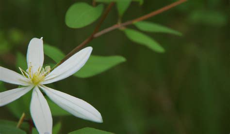 The Wonders of Wildflowers: Unearthing Nature's Hidden Gems