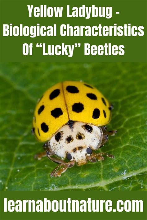 The Yellow Ladybug as a Symbol of Good Luck