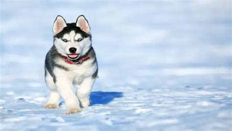 The allure of a snow-colored husky: Understanding the fascination