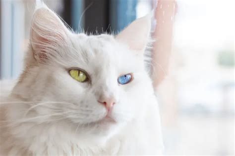 The allure of cat eyes: a source of fascination