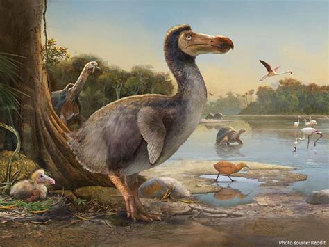 The allure that surrounds the intriguing dodo