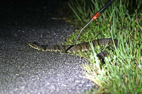 The challenges in developing a panacea against venomous snake bites