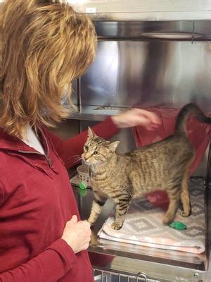 The challenges of caring for a domesticated leopard