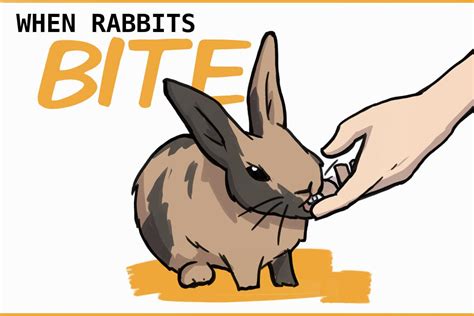 The correlation between rabbit bites and feelings of vulnerability