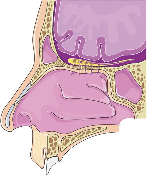 The physiological aspect of dreams related to the extraction of items from the nasal cavity