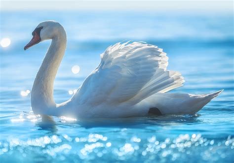 The significance of swans in dreams: Exploring the deep meaning behind these graceful creatures