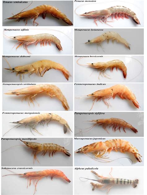 The various species of shrimp discovered across the globe