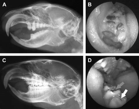 Theories Behind the Presence of Rodents in Oral Cavity: Exploring the Origins of the Peculiar Dream