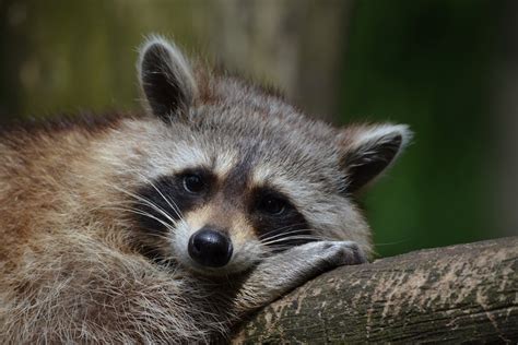 Theories on Raccoon Vocalizations: Exploring the Enigmatic Sounds of a Clever Mammal