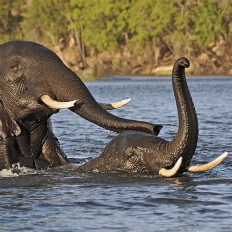 Theory vs. Reality: Investigating the Swimming Abilities of Elephants