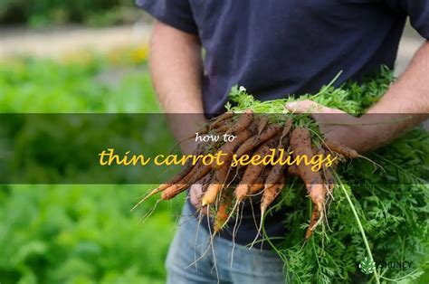 Thinning Carrot Seedlings: Enhancing Carrot Growth for Optimal Flavor and Size