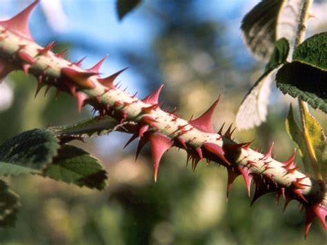 Thorny Paths: Exploring the Symbolic Significance of Rose Thorns in Representing Life's Challenges