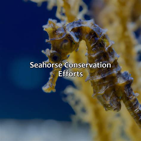 Threats Facing Seahorses and Conservation Efforts