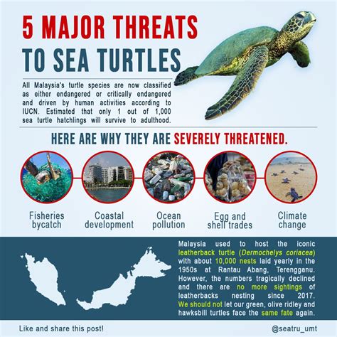 Threats and Conservation Efforts for Turtles: A Call to Action