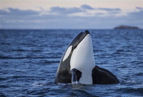 Threats to Orcas and Their Habitat: The Fight for Conservation