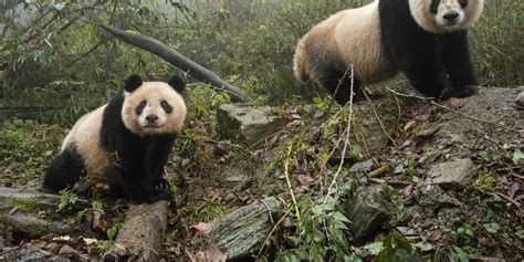 Threats to the Panda Population: A Closer Look at the Challenges