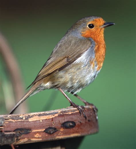 Threats to the Survival of Robin Birds