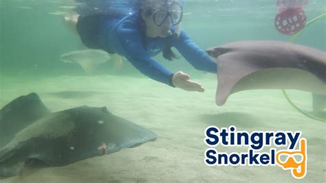 Thrilling Encounters: Stingray Interaction Opportunities