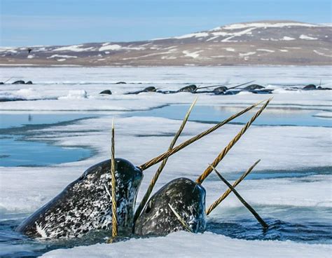 Thrills crawling up my Spine: The Elusive Arctic Creature