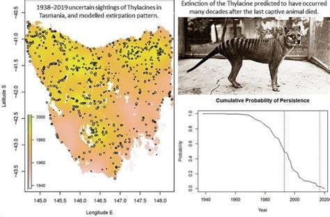 Thylacine Sightings: Are There Still Surviving Populations?