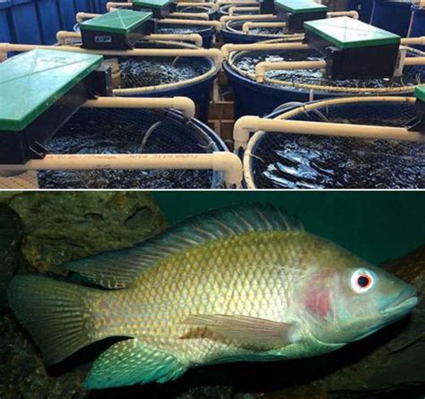 Tilapia: An Ideal Fish for Aquaculture Enthusiasts