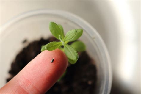 Timing and Spacing for Planting Lavender Seeds or Seedlings