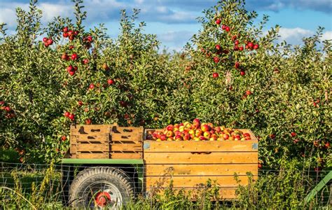 Timing the Harvest: Optimal Moments and Methods for Picking Fully Matured Apples