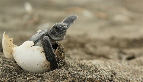 Tiny Treasures: Exploring the Marvels of Sea Turtle Eggs