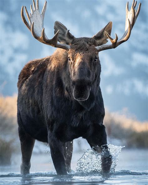 Tips and Techniques for Decoding Your Vision of a Majestic Moose's Demise