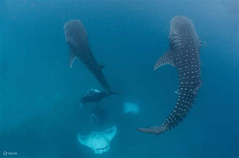 Tips and Techniques for an Unforgettable Encounter with Majestic Ocean Giants