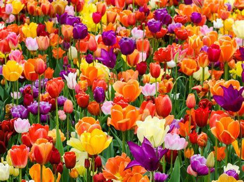 Tips and Tricks for Nurturing a Lively Garden: Caring for the Majestic Tulip Flower