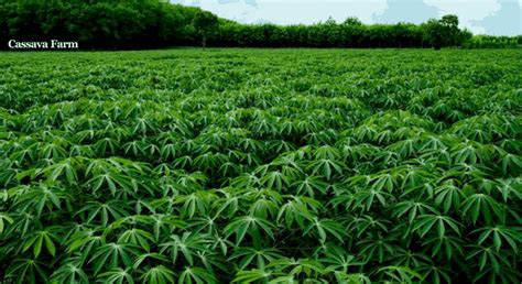 Tips and Tricks for Successful Cassava Cultivation