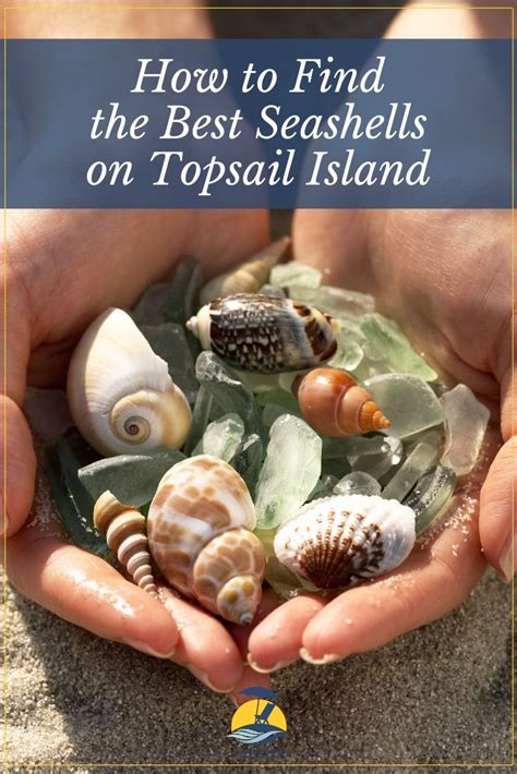 Tips and Tricks for Successful Seashell Hunting