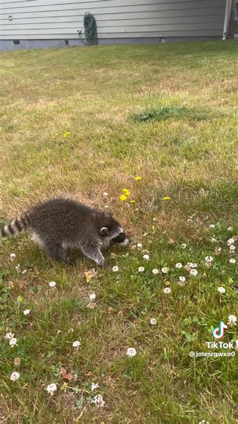 Tips for Accurately Interpreting a Dream Involving a Ferocious Trash Panda