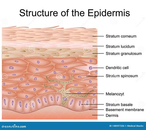 Tips for Analyzing and Exploring Dreams about the Shade of One's Epidermis