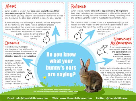 Tips for Analyzing and Understanding Your Rabbit in Aquatic Environments Dream