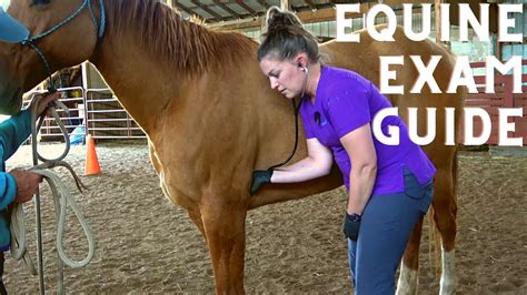 Tips for Attaining Your Desired Equine Physical State