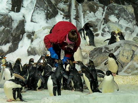 Tips for Avoiding Peril in the Antarctic: Navigating a Penguin Encounter