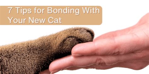 Tips for Building a Strong Bond with Your New Kitten